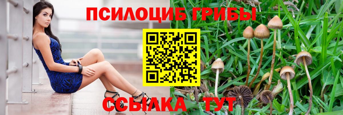 Галлюциногенные грибы Psilocybine cubensis Домодедово